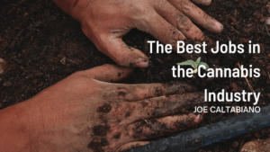 Joe Caltabiano The Best Jobs in the Cannabis Industry